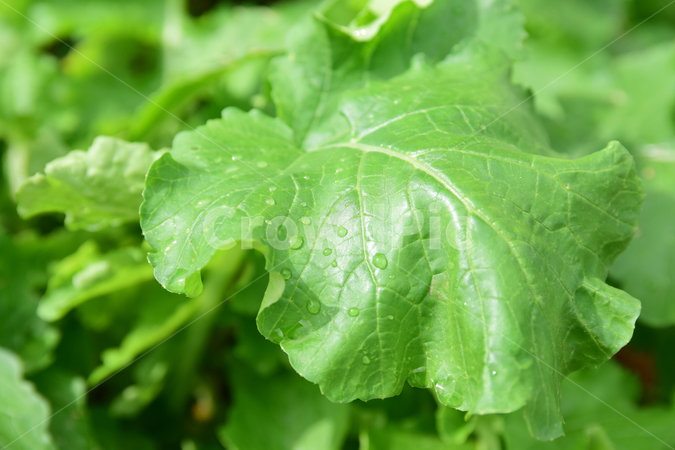 무우,무우잎,무잎,잎사귀,식물잎,잎,채소잎,무잎사귀,채소,야채,vegetable,radish,식물,자연,plants,nature