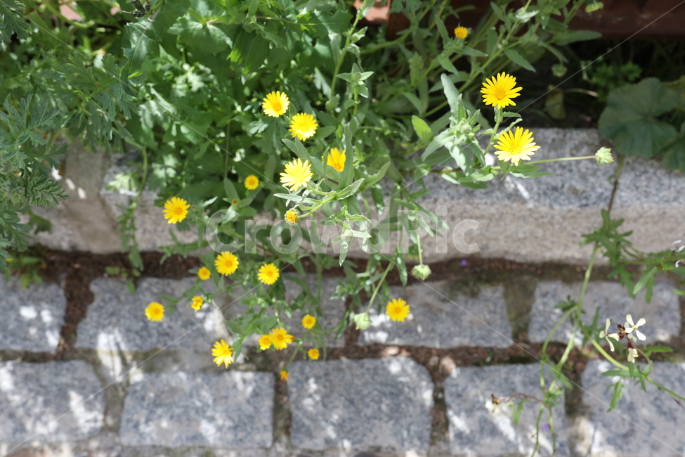 꽃,민들레,dandelion,봄,spring,flower,식물,자연,plants,nature,꽃,flower