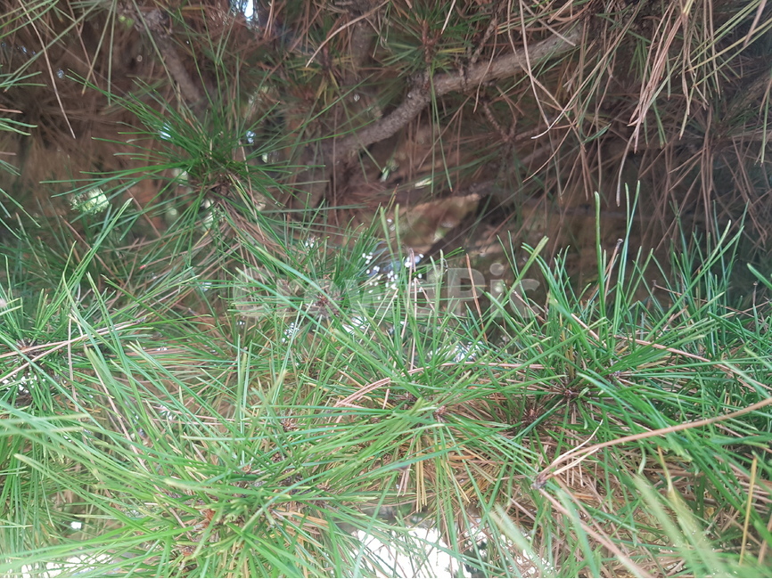 우담바라,우담바라꽃,소나무,소나무꽃,풀잠자리유충,식물,자연,plants,nature