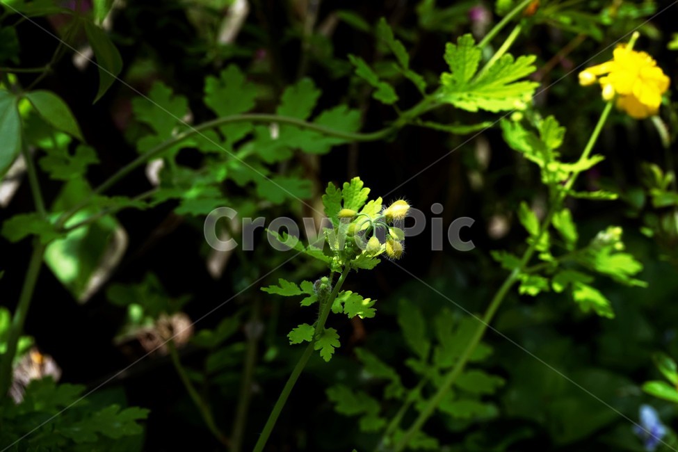 애기똥풀,celandine,노랑,꽃,봄,식물,자연,솜털,downy,flower,bloom