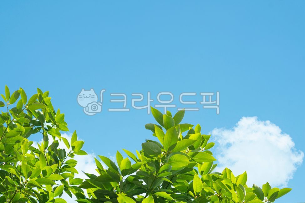 blue sky,clouds,scenery,summer,spring,leaves,grass,Clear weather,copy space,Fresh green,season,sky,sky clear,green,early summer,natural,nature,tree,clear,leaf,branches,blue,refreshing,plant,fresh,daytime,landscape