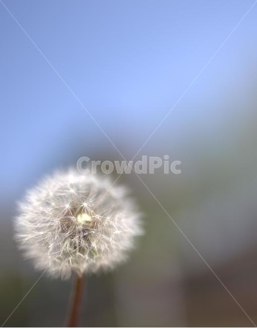 민들레,민들레씨앗,민들레씨,꽃,꽃씨,봄,봄꽃,감성,아웃포커싱,보케,배경,배경사진,감성사진,식물,자연,plants,nature