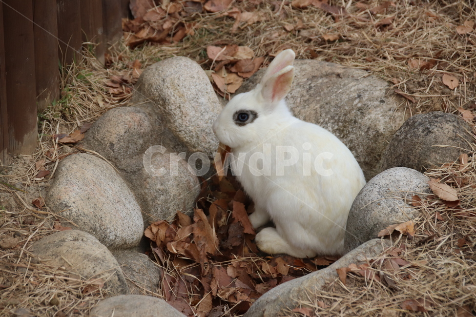 토끼,귀여움,자연,순함,자유로움,동물,animal,포유류,mammal