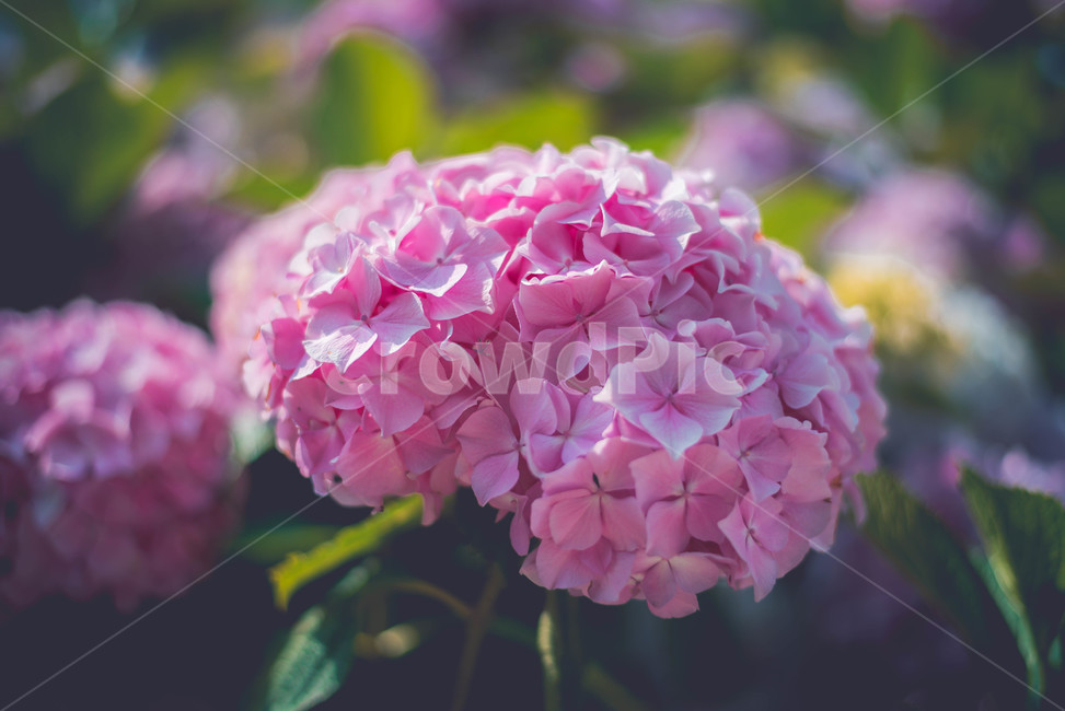 수국,꽃,식물,여름꽃,핑크꽃,분홍꽃,식물,자연,plants,nature,꽃,flower