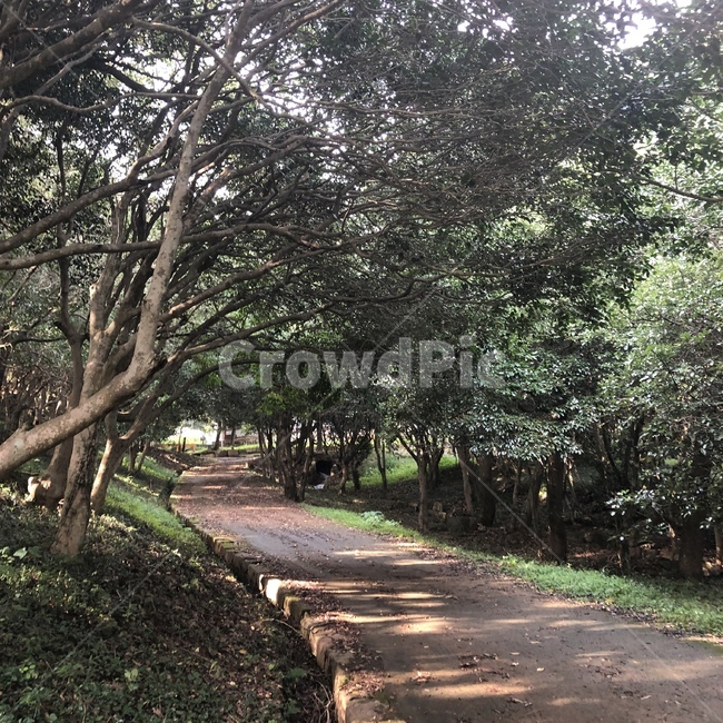 tree,나무,plant,식물,treetrunk,나무줄기,백련사,절,산속,풍경,자연,풍경,nature,landscape,tree trunk,나무 줄기