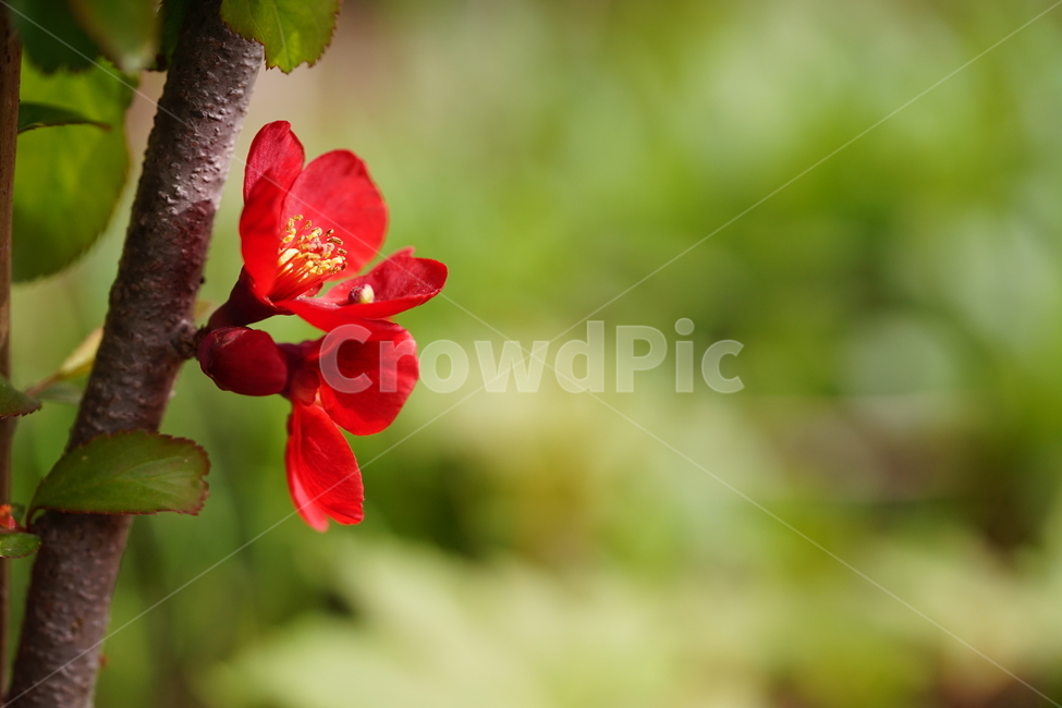 꽃,플라워,flower,레드,빨강,봄,봄꽃,풍경,풍경사진,식물,생명,자연,색감,빨간색,red,접사,화단,잎,식물,자연,plants,nature,꽃,flower