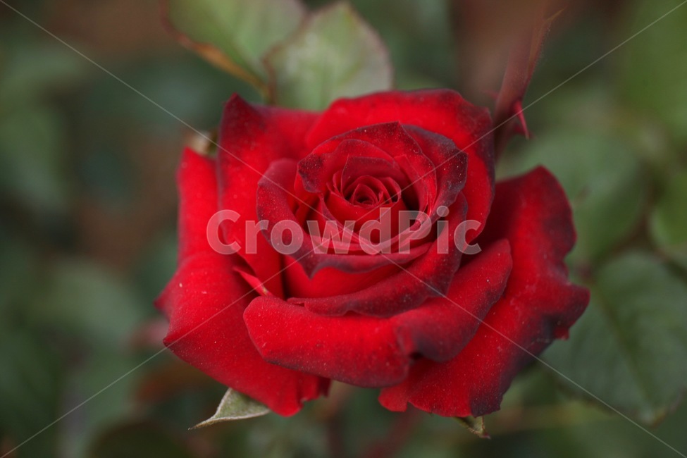 꽃,화훼,플라워,flower,flowergarden