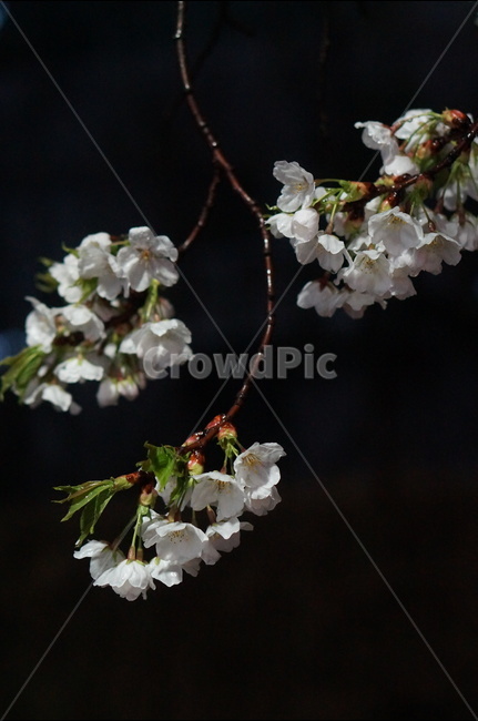 벚꽃,야경,밤,흰색,풍경,봄,봄,계절,spring,season,야경,밤,풍경,nightscape,night,landscape,식물,자연,plants,nature,꽃,flower,plant,blossom,cherry blossom