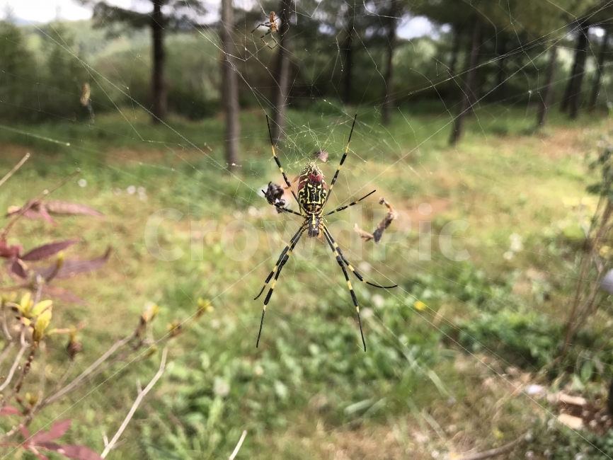 곤충,자연,거미,시골,산,동물,animal,곤충,벌레,insect,bug