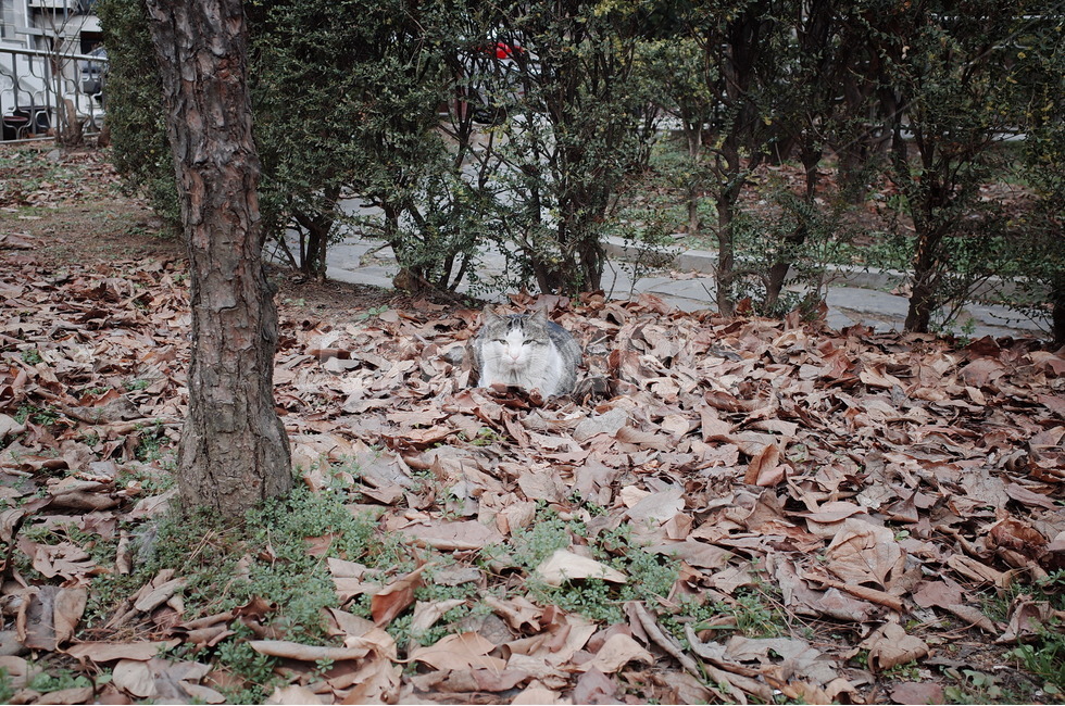 고양이,길냥이,길고양이,cat,streetcat,동물,animal,포유류,mammal,고양이,cat,kitten,kitty