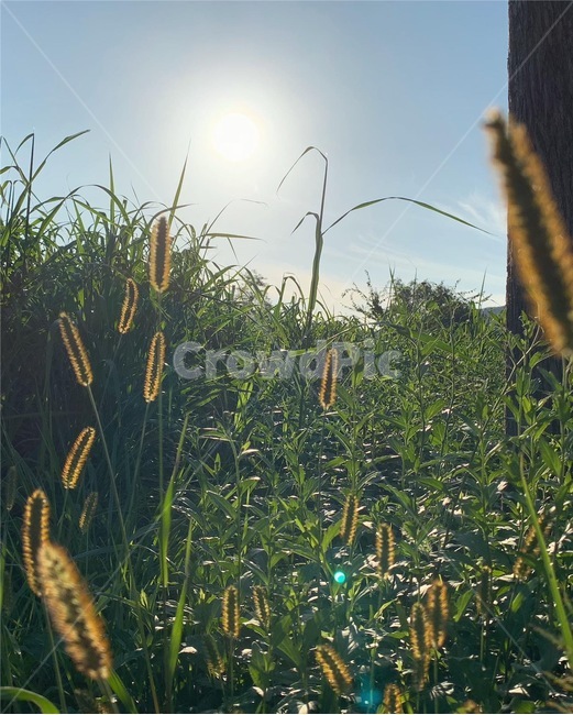 plant,식물,grass,잔디,강아지풀