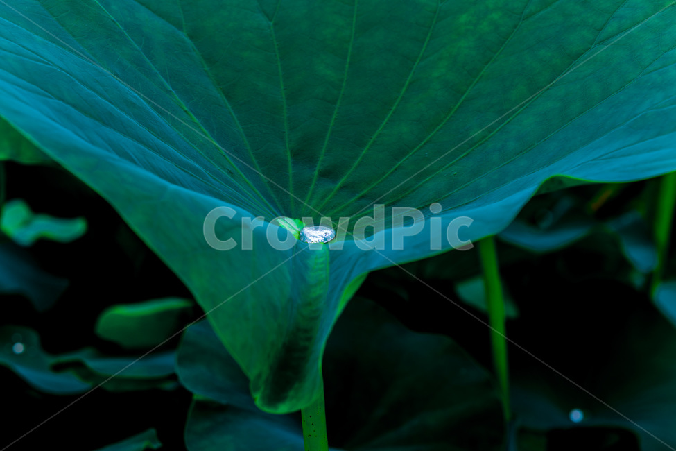 연잎,문양,무늬,물방울,습지,자연,식물,자연,plants,nature