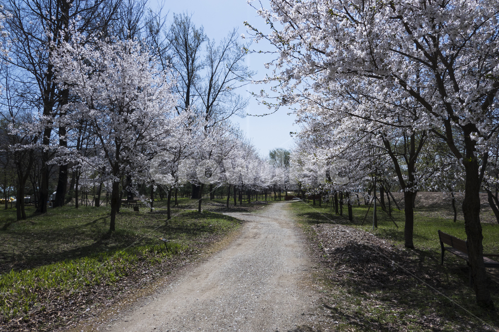 벚나무,벚꽃,꽃,봄,산책,산책길,여유,평화,푸른,하늘,봄,계절,spring,season,자연,풍경,nature,landscape,road,도로,dirt road,흙길,gravel,자갈
