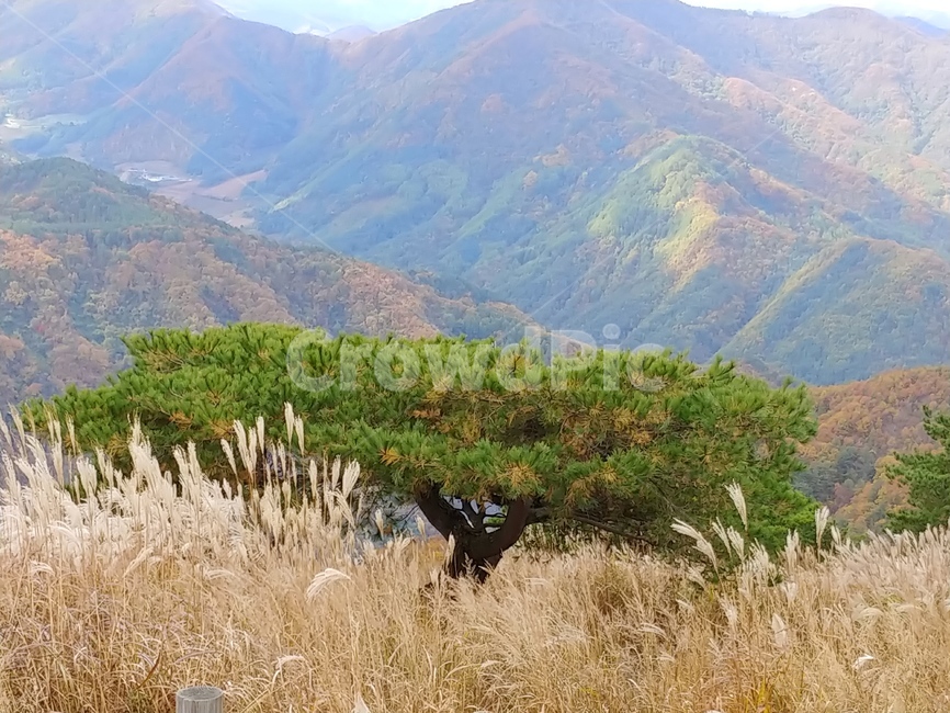 억새꽃,가을풍경,자연,하늘,구름