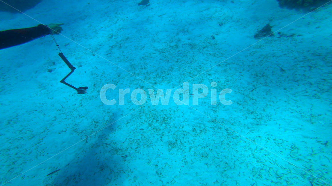 water,물,sea,바다,nature,자연,ocean,대양,해양생물,reef,암초,animal,동물,scubadiving,스쿠버다이빙,sport,스포츠,해양스포츠,sealife