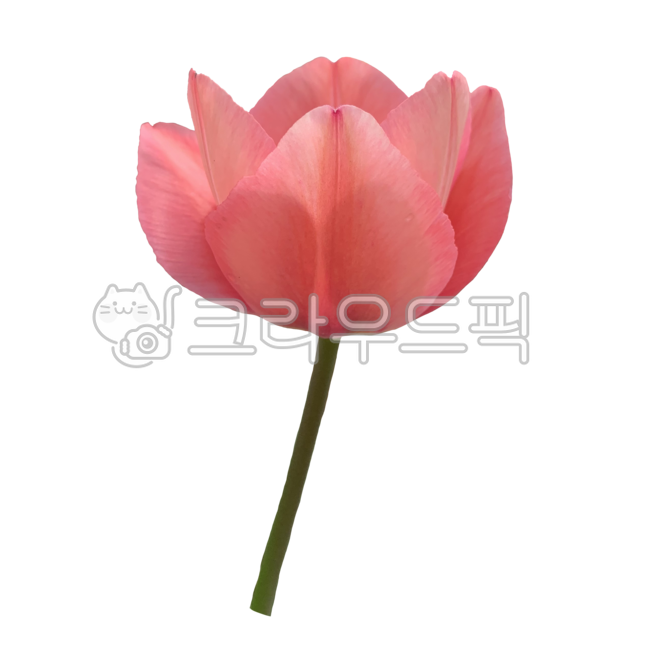 One flower nuki,Tulip,spring png,Flower Nokki,flower sticker,spring flowers,spring,One flower,season,tulip sticker,One flower png,spring season,flower png,plant png,plant icon,One bunch,plant,a flower,pink tulips,pink,Tulip Nuki,spring plants,pink petals,