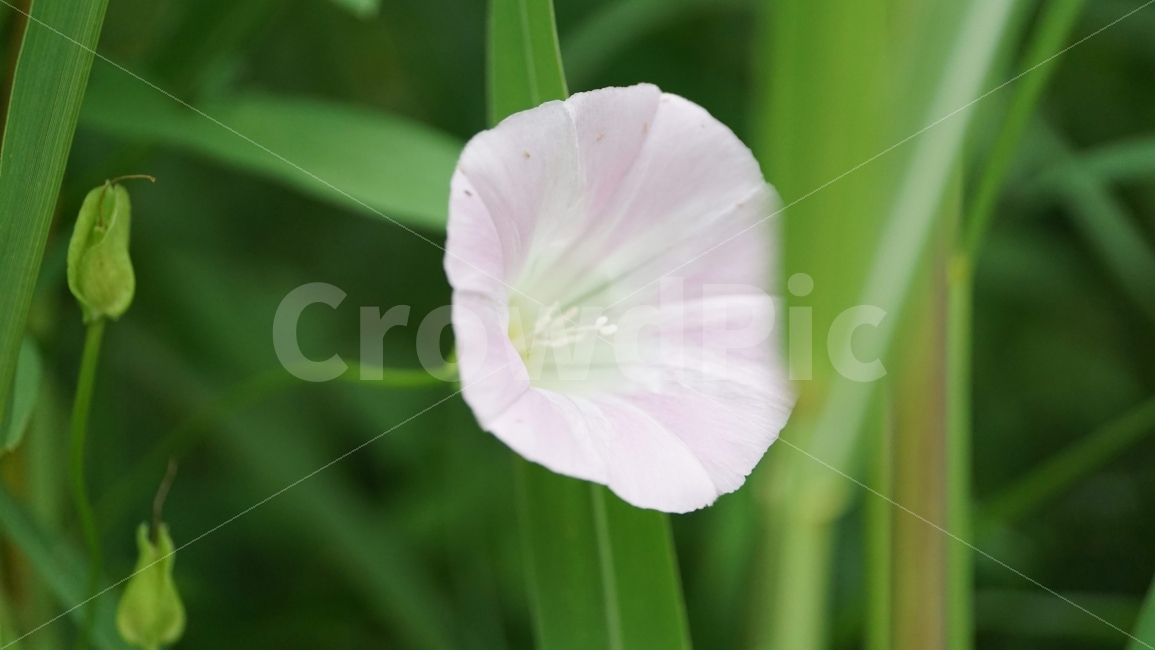 메꽃,꽃,플라워,식물,자연,flower,nature,여름,감성,감성사진,스냅,스냅사진,snap,snapshot,풍경,landscape,꽃사진,접사,macro,summer,계절,season,한국자연,korea,식물,자연,plants,nature,꽃,flower