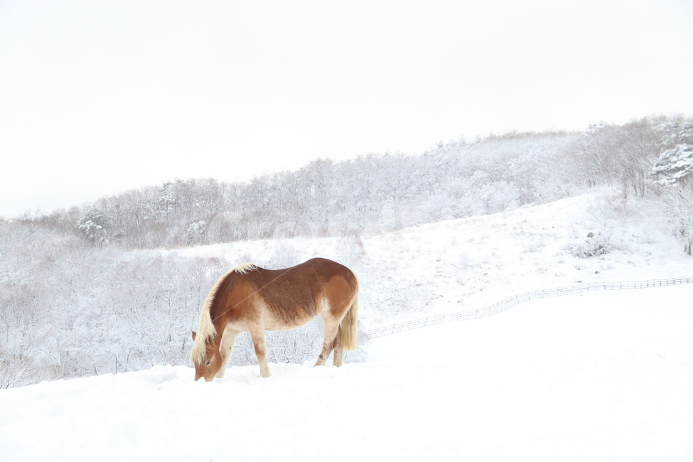 눈,겨울,자연,winter,말,snow,목장,강원도,나무,산,들판,쓸쓸,황량,고요,겨울,계절,winter,season,동물,animal,포유류,mammal
