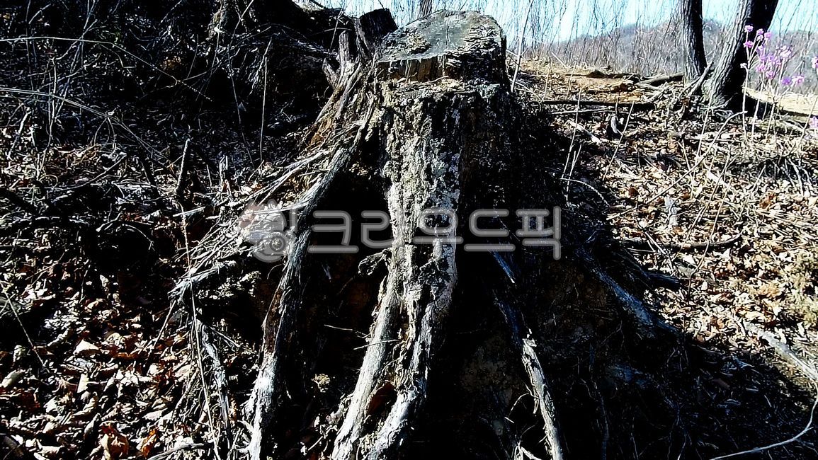 그루터기,풍경,산,벤나무,나무