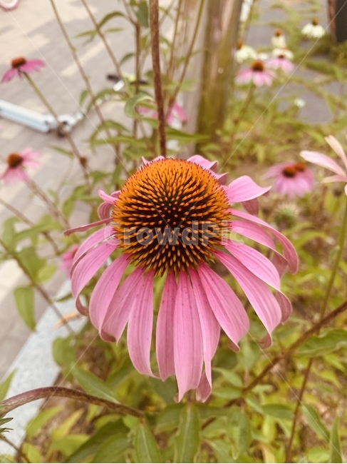 공원들꽃,산책길,꽃동산,들꽃,예쁜꽃