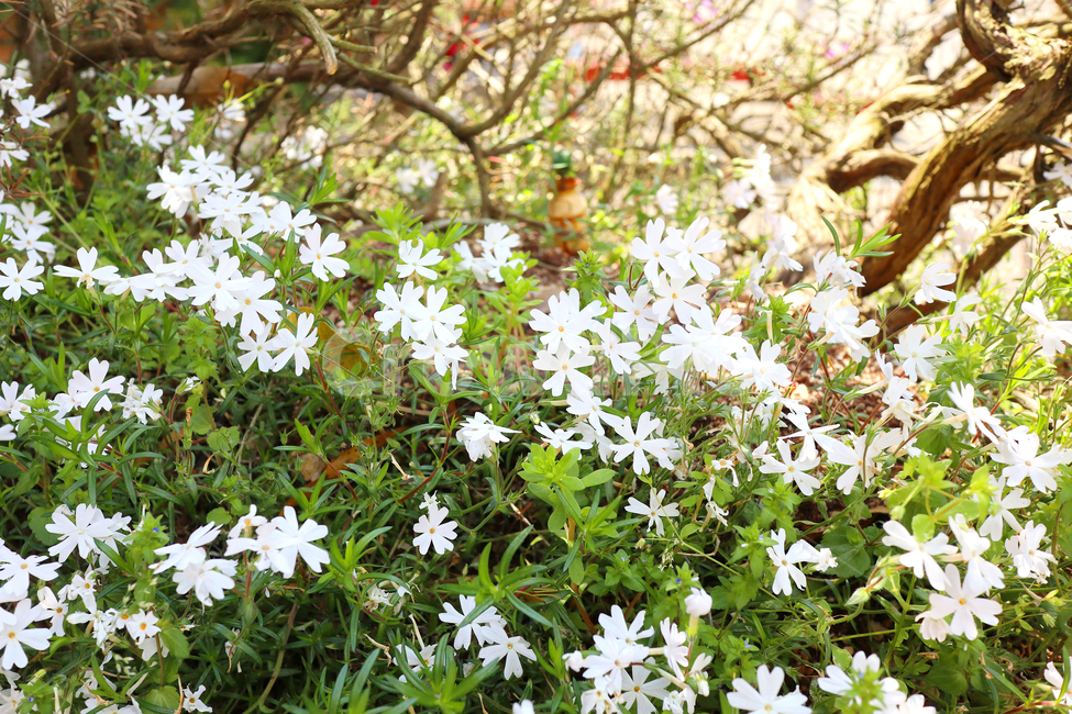 꽃,자연,식물,숲,초록,식물,자연,plants,nature,꽃,flower