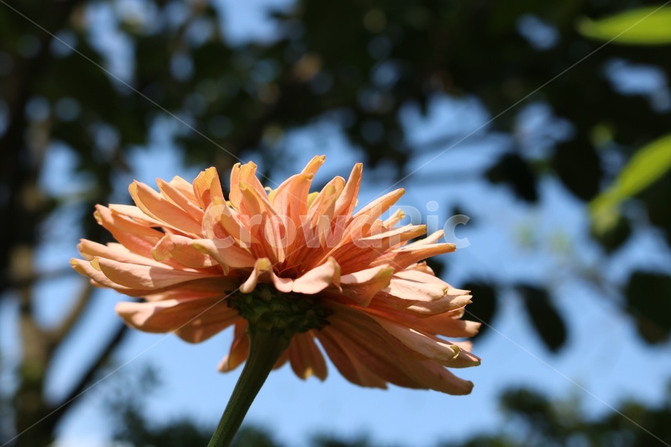꽃,분홍,노랑,초록,식물,flower,hana,pink,pinku,yellow,kiiro,green,midori,plants,shokubutsu,햇빛,그림자,sunlight,hizashi,shadow,kage,하늘,자연,sky,sora,nature,나무,tree,ki,식물,자연,plants,nature,꽃,flower