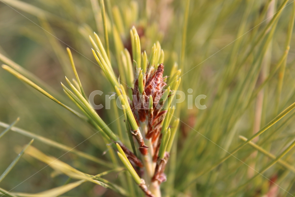 소나무,솔잎,pine,pinetree,tree