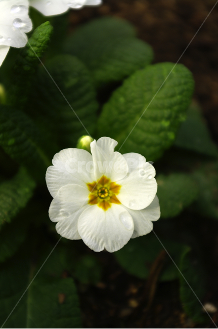 꽃,flower,plant,식물,자연,꽃잎,식물,자연,plants,nature,꽃,flower