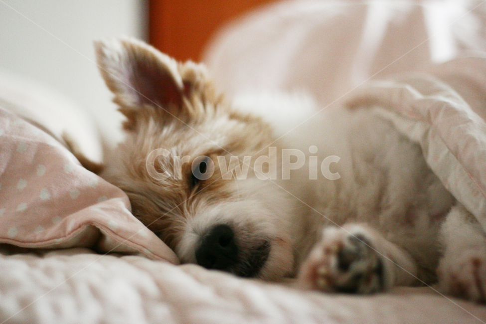 강아지,동물,애완견,반려견,귀여운,개,사랑스러운,낮잠,puppy,animal,pet,dog,lovely,nap,sleep,동물,animal,포유류,mammal,개,강아지,dog,doggy,휴식,힐링,rest,relaxation,healing
