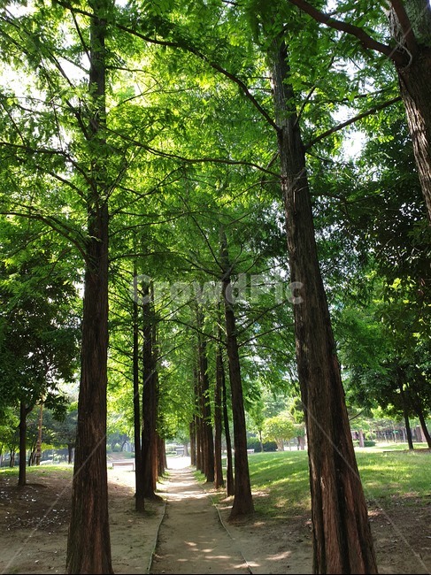 나무,초록,힐링,식물,tree,청량,자연,풍경,nature,landscape,tree trunk,나무 줄기,plant
