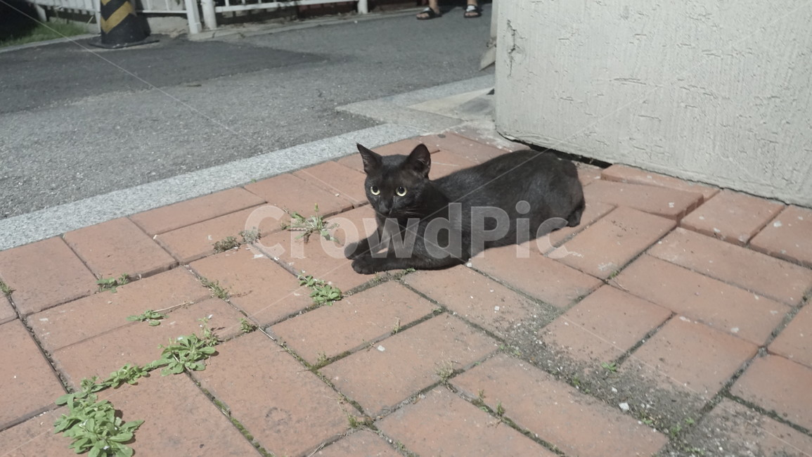 길냥이,깜냥이,동네냥이,검은고양이,고양이
