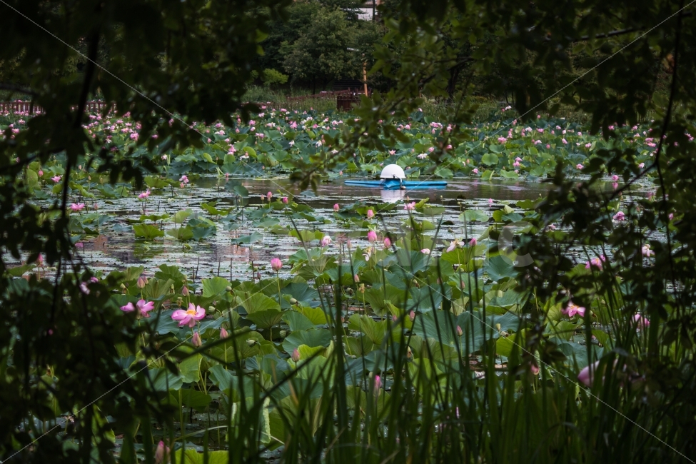 풍경,호수공원,연꽃,나무사이로,비가그치고,자연,풍경,nature,landscape,여름,계절,summer,season,plant,식물,lily,백합,blossom,꽃,flower