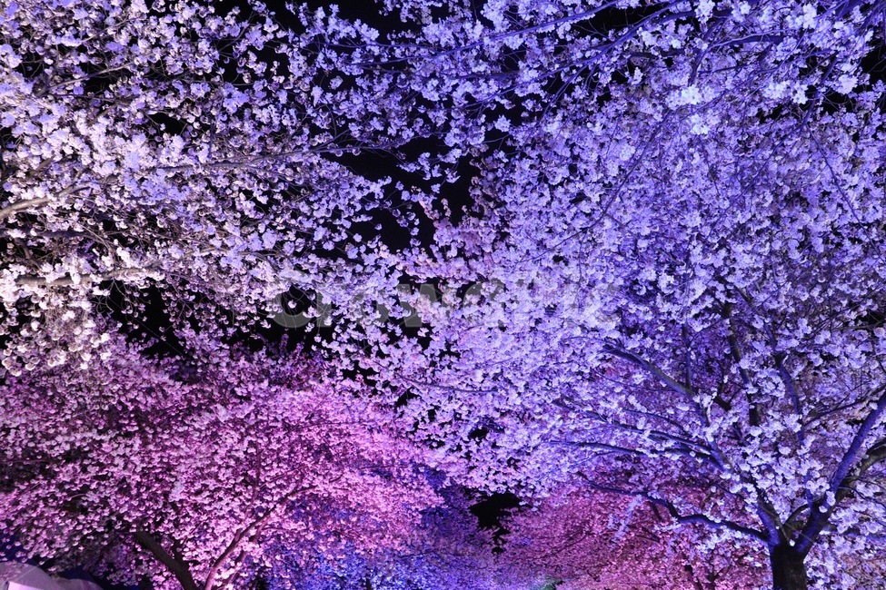 봄,벚꽃나무,벚꽃,밤야경,야경,자연,풍경,nature,landscape,야경,밤,nightscape,night,식물,plants,꽃,flower,나무,trees,wood,plant