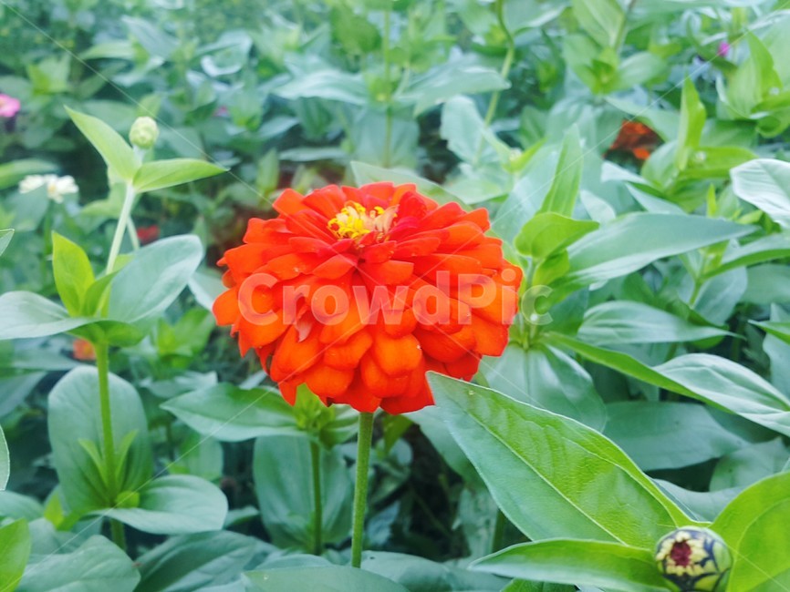 들판에핀꽃,꽃,봄꽃,다홍색꽃,flower