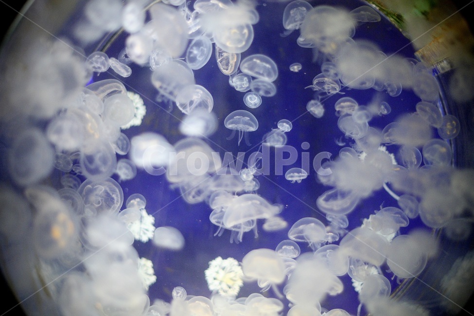 물고기,수족관,수중생물,아쿠아리움,aquarium,fish,동물,animal