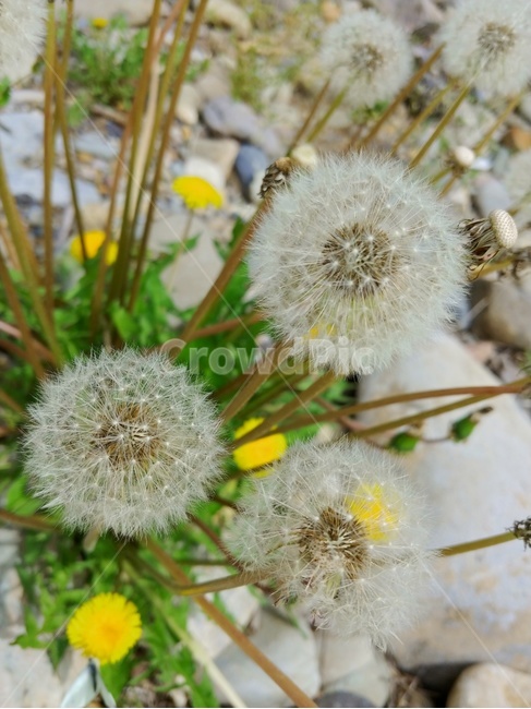 민들레,야생화,민들레씨,가을,민들레홀씨,민들레꽃,식물,자연,plants,nature,꽃,flower