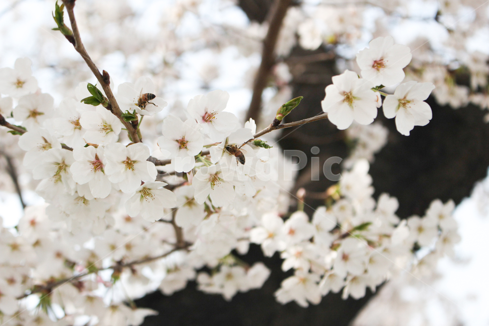 벚꽃,벚꽃나무,꽃잎,벚꽃잎,봄꽃,봄,spring,벚나무,white,벚꽃놀이,벚꽃축제,봄소풍,봄나들이,나들이,소풍,공원,park,식물,나무,cherryblossom,blossom,벌,꿀벌,honeybee,bee