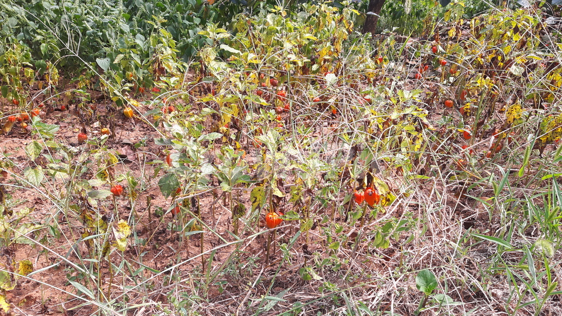 꽈리,야생꽈리,식물,꽈리등불,주황색꽈리,식물,자연,plants,nature