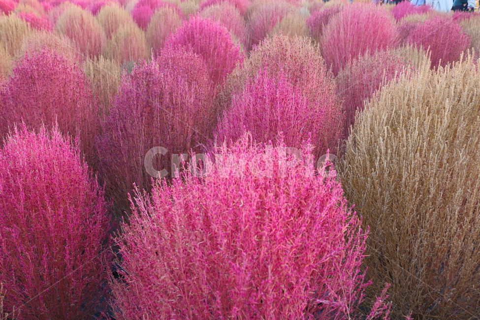댑싸리,꽃댑싸리,식물,자연,대싸리,가을,가을,계절,fall,autumn,season,plant