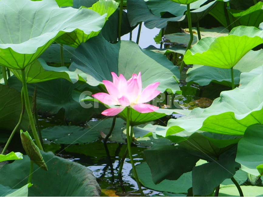 중국,제남,대명호,연꽃,분홍,식물,자연,plants,nature,꽃,flower