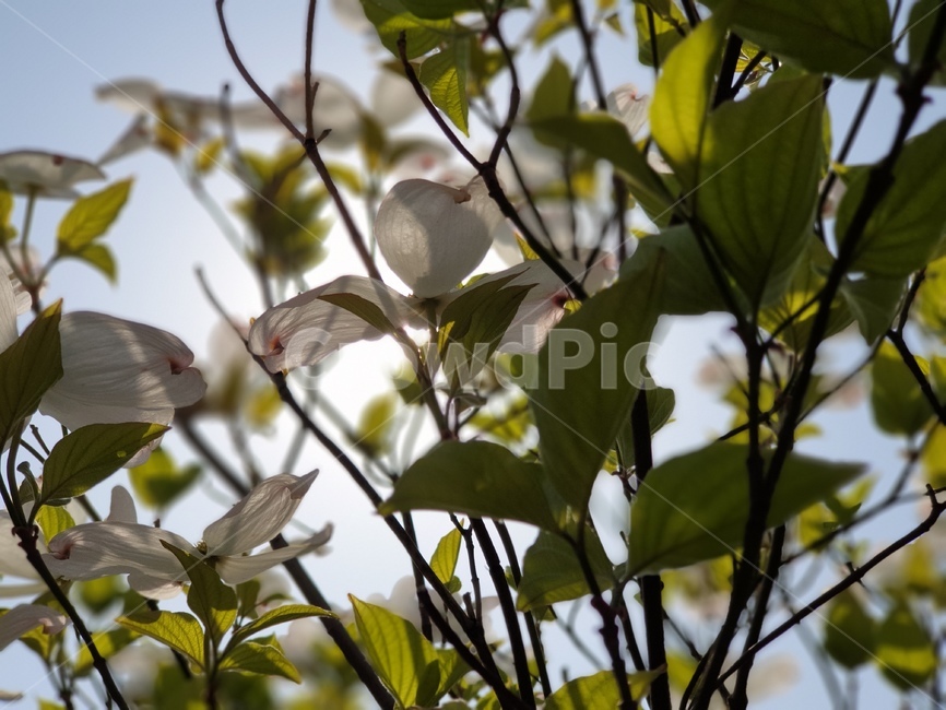 자연,nature,꽃,하얀꽃,하늘