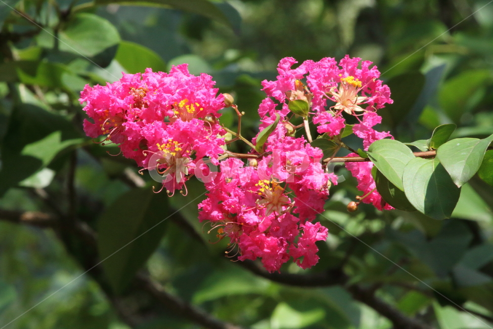 배롱나무,배롱나무꽃,꽃,식물,crapemyrtle,여름,식물,자연,plants,nature,꽃,flower