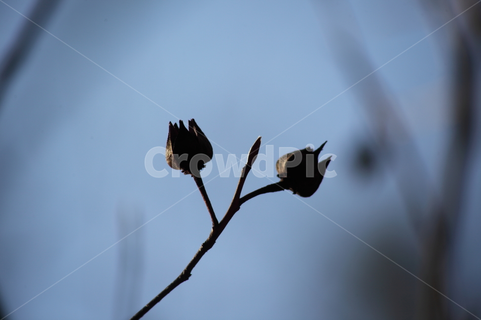 가을,열매,종자,식물,seed,식물,자연,plants,nature,실루엣,그림자,silhouette,shadow