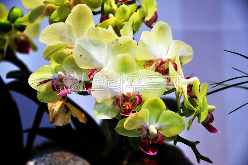 흰색,꽃병,꽃잎,주황색,녹색,식물,잎,꽃,분홍색,줄기,노란색,보라색,난초,빨간색,bloom,orange,green,vase,petal,yellow,white,stem,pink,purple,blossom,plant,red,leaf,flower,orchid