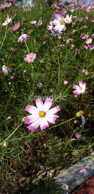 plant,식물,daisies,daisy,데이지,꽃,blossom,코스모스,자연,분홍색,힐링,휴식,식물,자연,plants,nature,꽃,flower