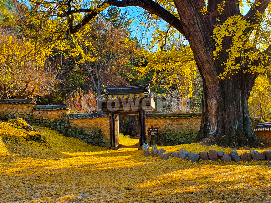 tree,나무,plant,식물,treetrunk,나무줄기,은행나무,은행,자연,가을,계절,fall,autumn,season,한국전통,한국문화,korean traditional,korean culture