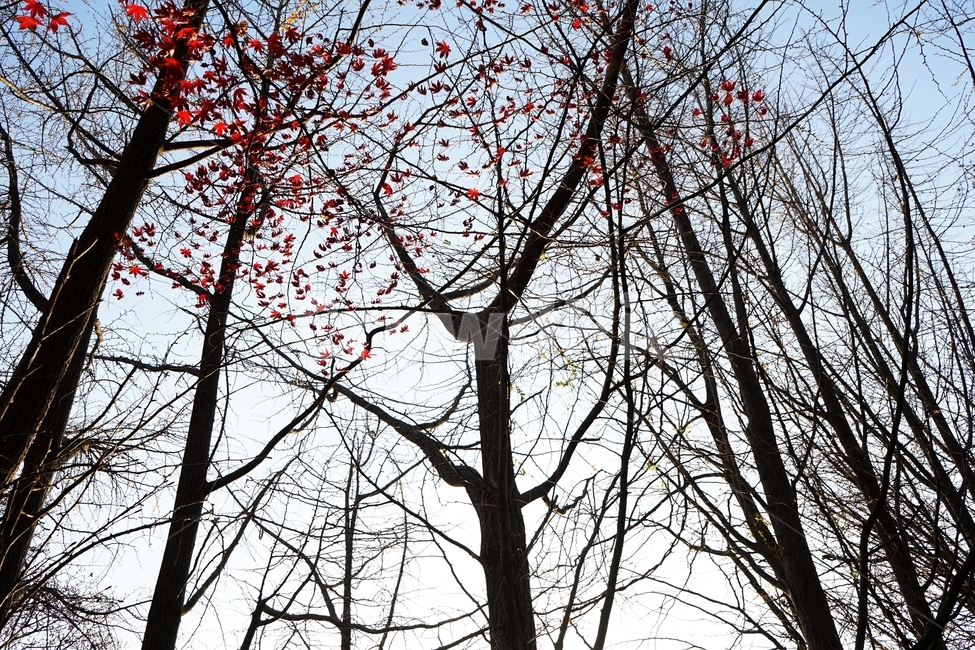 가을,단풍,단풍나무,붉은색,자연,화려함,가을풍경,autumn,fall,autumnleaves,plant,nature,계절,나무,븕은색,maple,red,season,colorful,느낌,감성,trees,branches,울긋불긋,자연autumn,mapletree,가을,계절,fall,autumn,season,식물,자연,plants,nature,나무,trees,wood,tree,leaf,잎