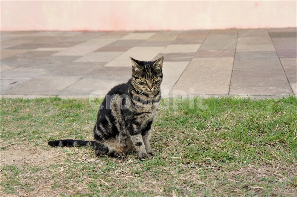 고양이,길고양이,집사,cat,animal,동물,animal,포유류,mammal,고양이,cat,kitten,kitty
