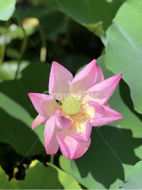 식물,plant,꽃,연꽃,flower,lotusflower,alotus,여름꽃,식물,자연,plants,nature