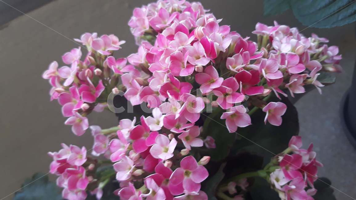 plant,식물,flower,꽃,blossom,카랑코에,식물,자연,plants,nature,꽃,flower